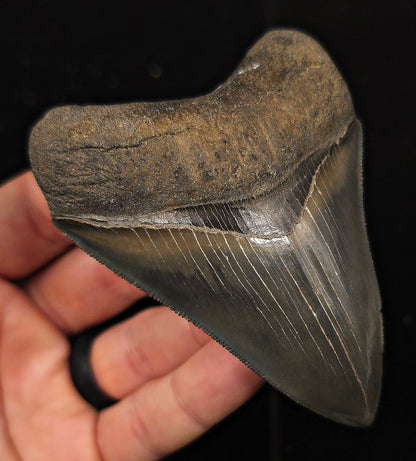 Bite Marked, 3.85" Fossil Megalodon Tooth - Georgia - Fossil Driven