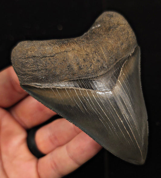 Bite Marked, 3.85" Fossil Megalodon Tooth - Georgia - Fossil Driven
