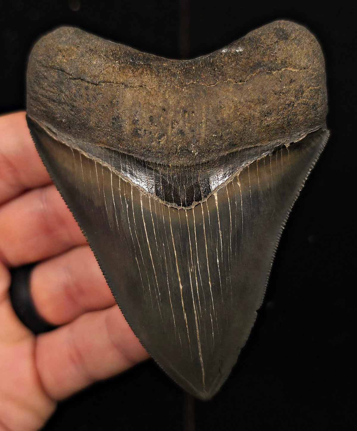 Bite Marked, 3.85" Fossil Megalodon Tooth - Georgia - Fossil Driven