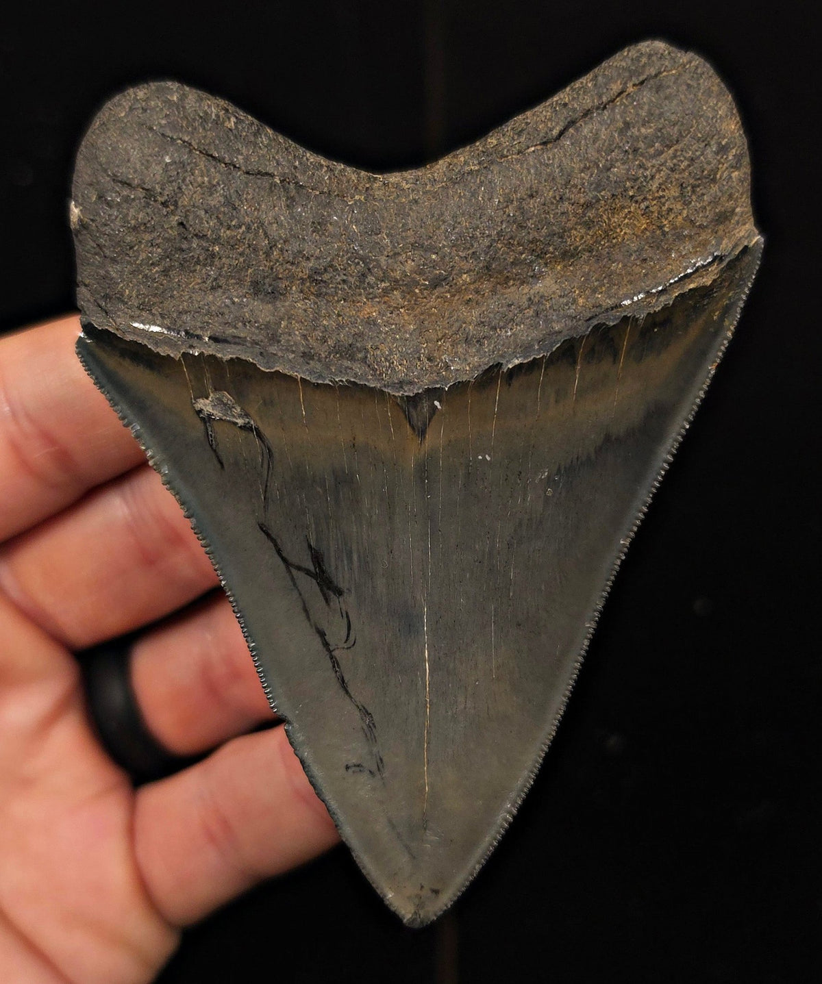 Bite Marked, 3.85" Fossil Megalodon Tooth - Georgia - Fossil Driven