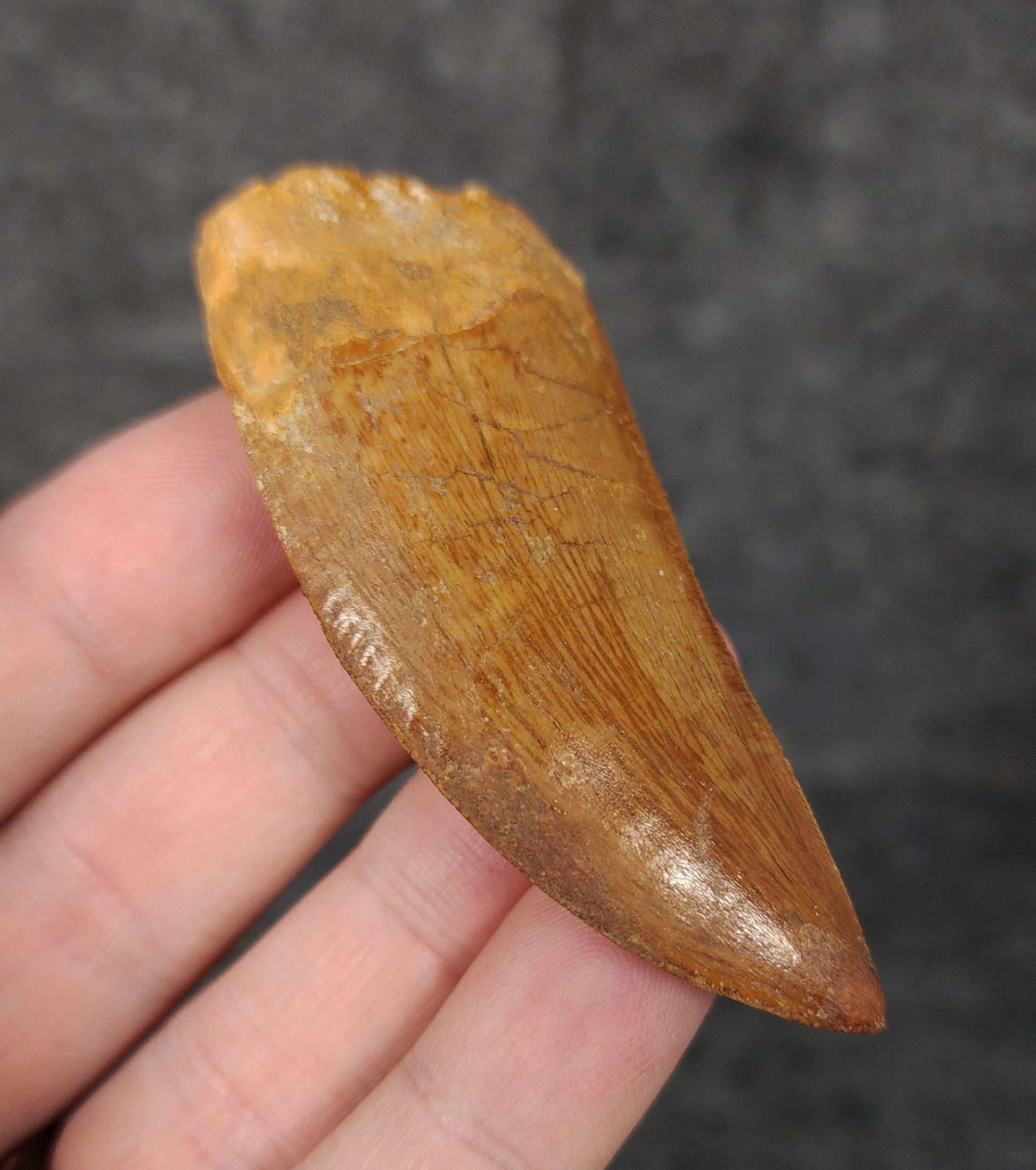 Angled view of a 2.71-inch serrated Carcharodontosaurus tooth from the Kem Kem Beds, Morocco, Late Cretaceous period