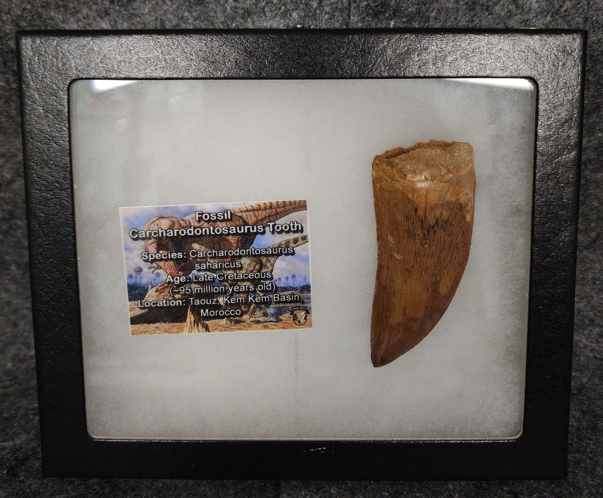 2.71-inch serrated Carcharodontosaurus tooth from the Kem Kem Beds, Morocco, presented in a display case