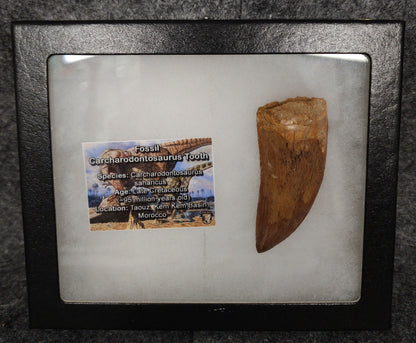 2.71-inch serrated Carcharodontosaurus tooth from the Kem Kem Beds, Morocco, presented in a display case