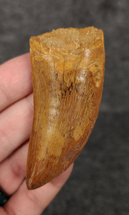 Front view of a 2.71-inch serrated Carcharodontosaurus tooth from the Kem Kem Beds, Morocco, dating to the Late Cretaceous period