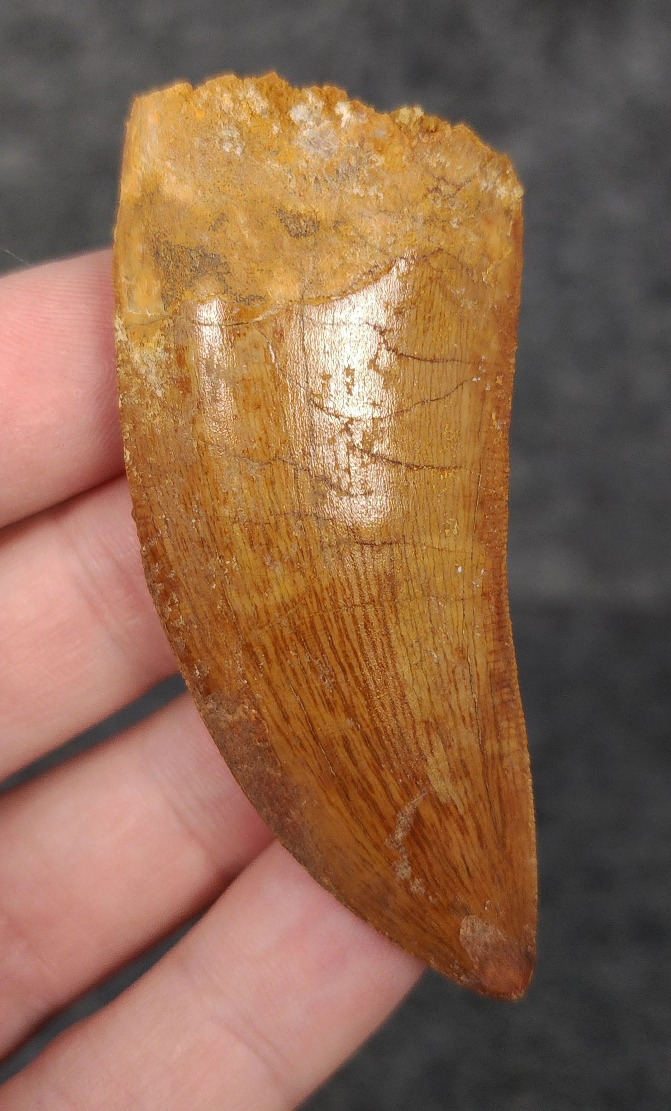 Rear view of a 2.71-inch serrated Carcharodontosaurus tooth from the Kem Kem Beds, Morocco, Late Cretaceous period
