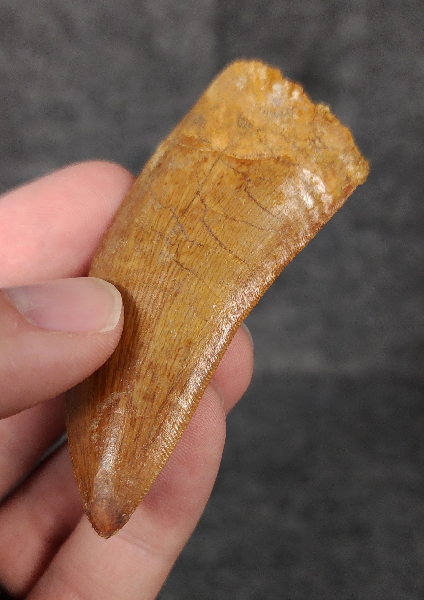 2.71-inch serrated Carcharodontosaurus tooth from the Kem Kem Beds, Morocco, shown with scale for size reference