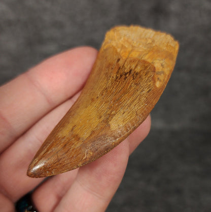 Close-up of serrated edges on a 2.71-inch Carcharodontosaurus tooth from the Kem Kem Beds, Morocco, Late Cretaceous period