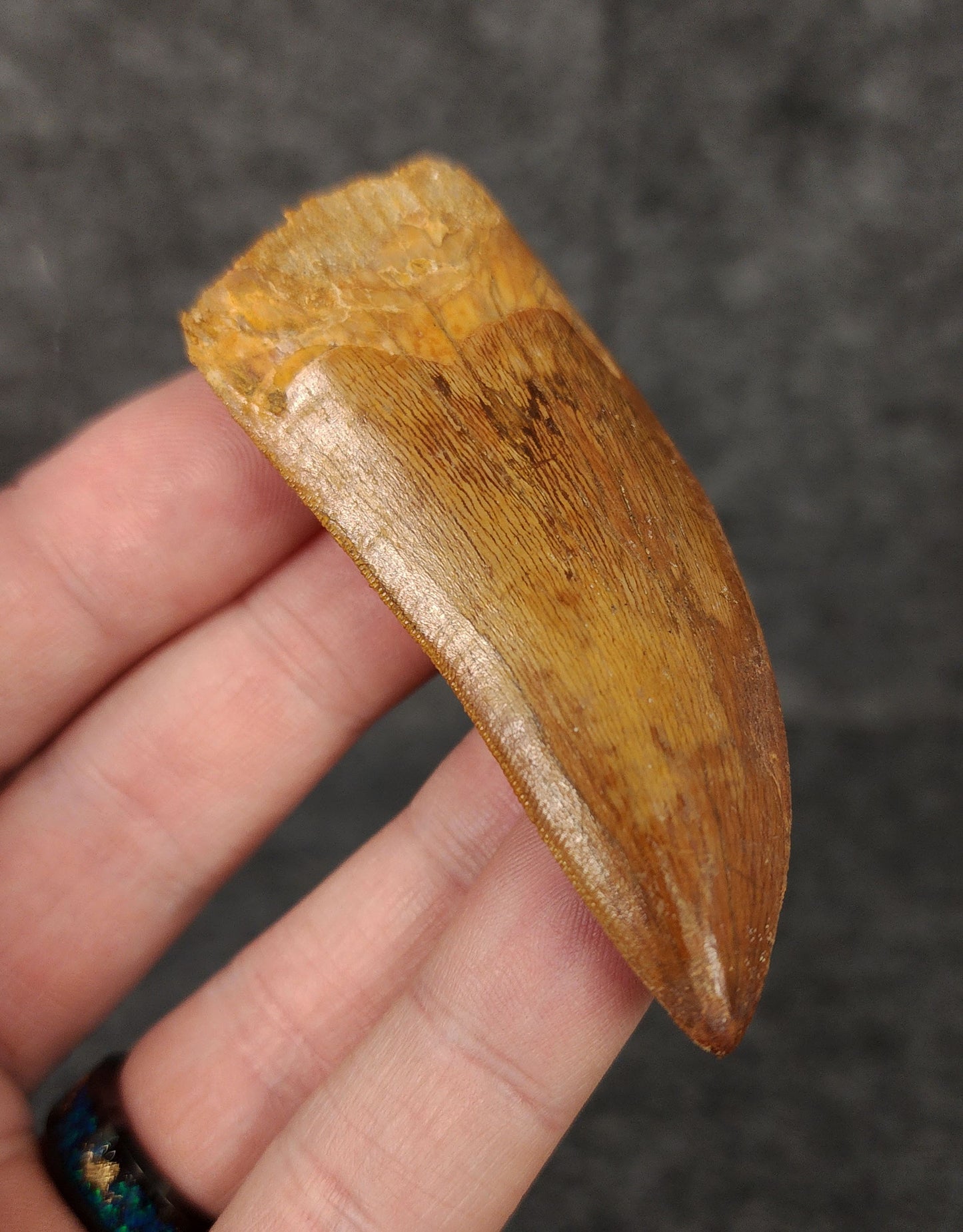 Side view of a 2.71-inch serrated Carcharodontosaurus tooth from the Kem Kem Beds, Morocco, Late Cretaceous period