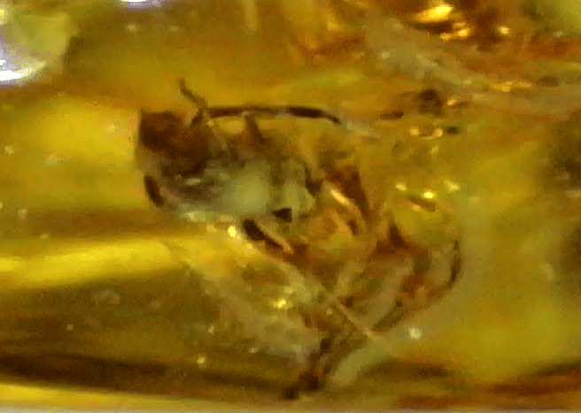 Chalcidoidea or Formicidae in Baltic Amber – 14.9mm Fossil Inclusion - Fossil Driven