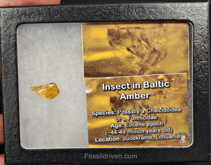 Chalcidoidea or Formicidae in Baltic Amber – 14.9mm Fossil Inclusion - Fossil Driven