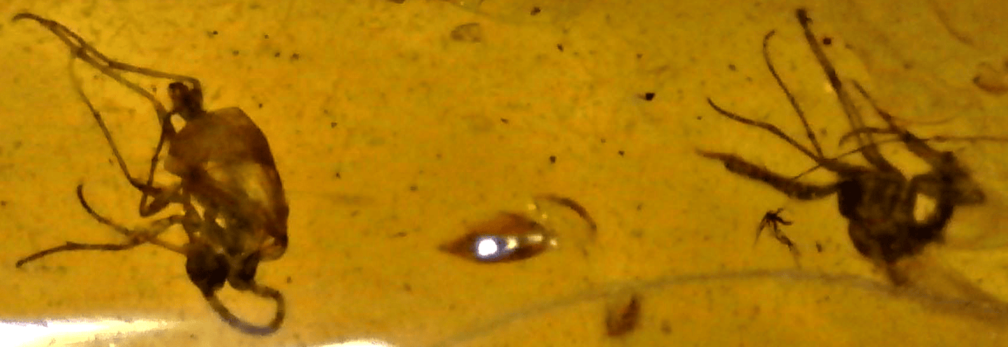 Chironomidae (Midges) in Baltic Amber – 11.9mm Fossil Inclusion - Fossil Driven