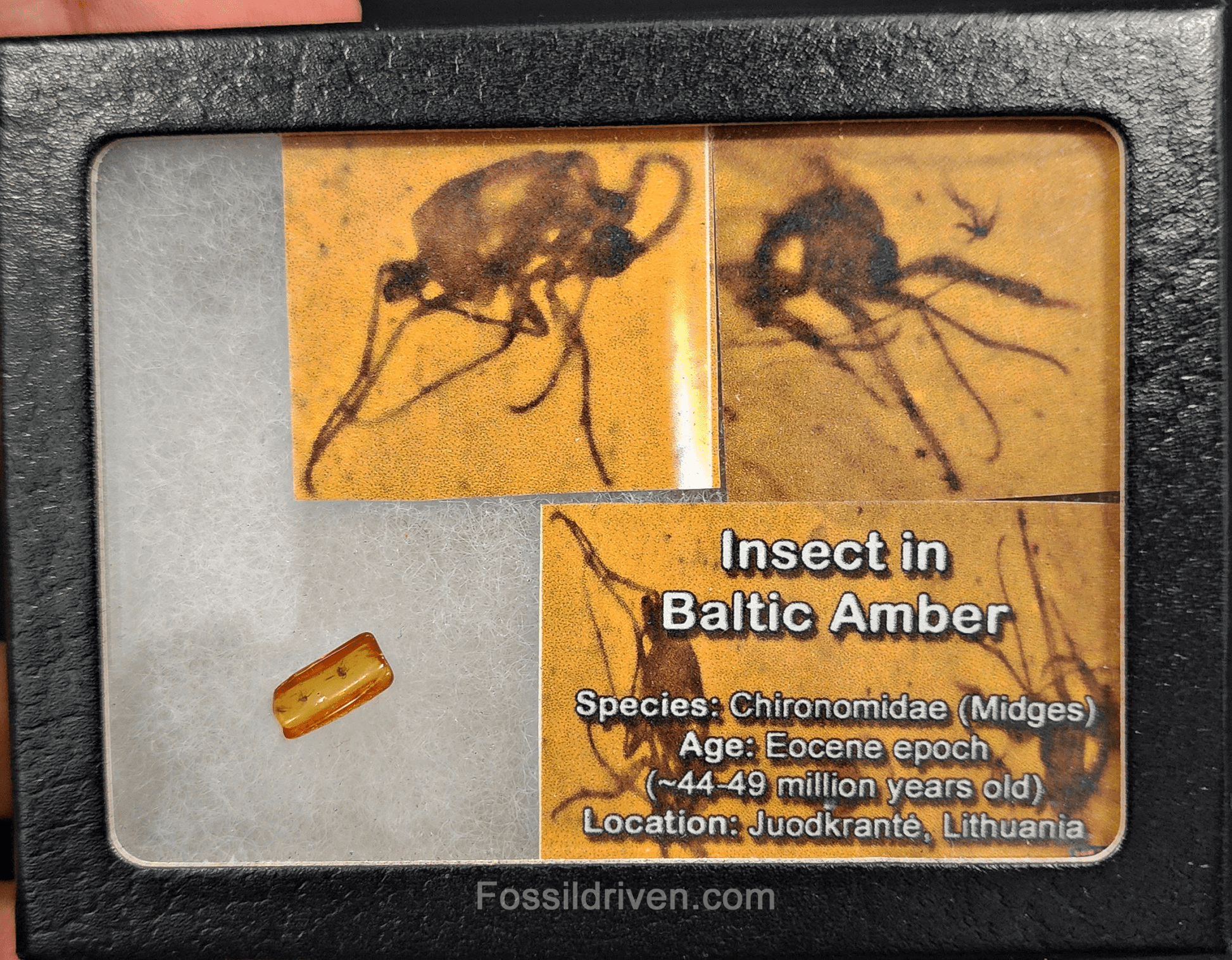 Chironomidae (Midges) in Baltic Amber – 11.9mm Fossil Inclusion - Fossil Driven