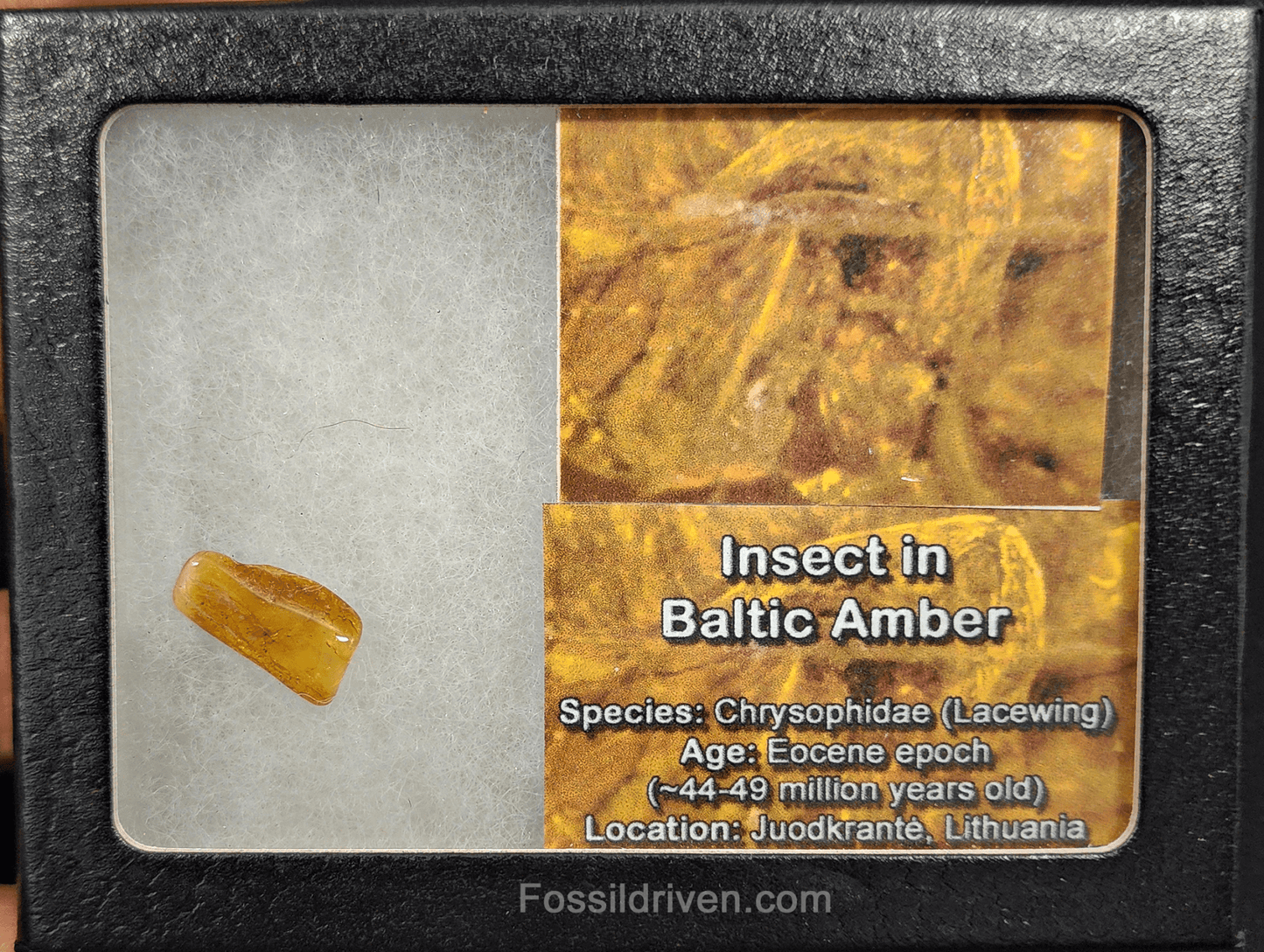 Chrysophidae (Lacewing) in Baltic Amber – 17.6mm Fossil Inclusion - Fossil Driven
