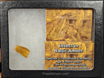 Chrysophidae (Lacewing) in Baltic Amber – 17.6mm Fossil Inclusion - Fossil Driven