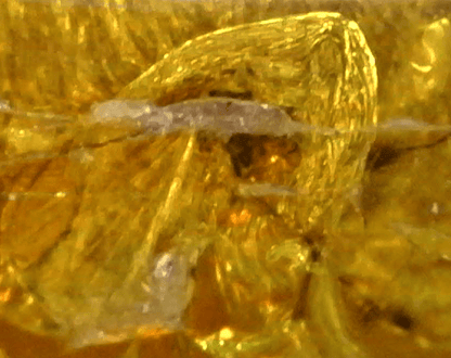 Chrysophidae (Lacewing) in Baltic Amber – 17.6mm Fossil Inclusion - Fossil Driven