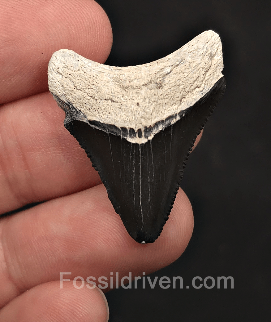 Classic, 1.35" Megalodon Tooth - Bone Valley, Florida - Fossil Driven
