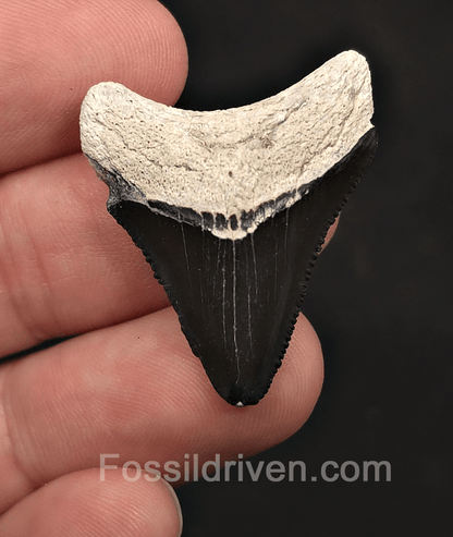 Classic, 1.35" Megalodon Tooth - Bone Valley, Florida - Fossil Driven