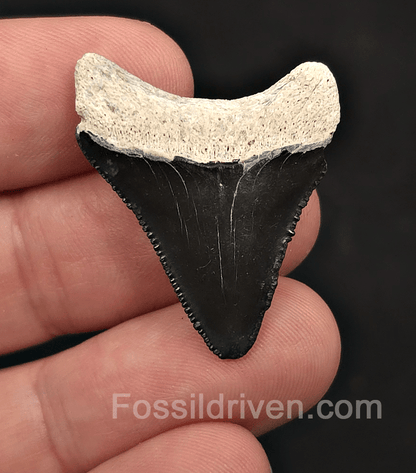 Classic, 1.35" Megalodon Tooth - Bone Valley, Florida - Fossil Driven