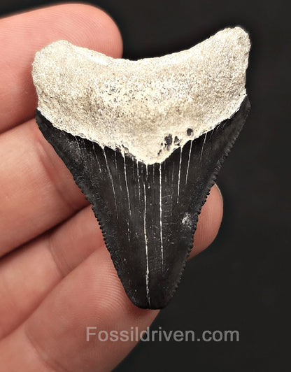Classic, 1.88" Fossil Megalodon Tooth - Bone Valley, Florida - Fossil Driven