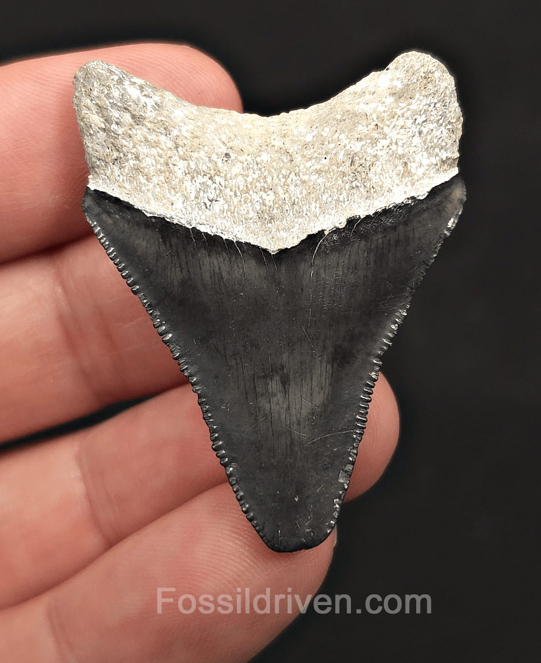 Classic, 1.88" Megalodon Tooth - Bone Valley, Florida - Fossil Driven