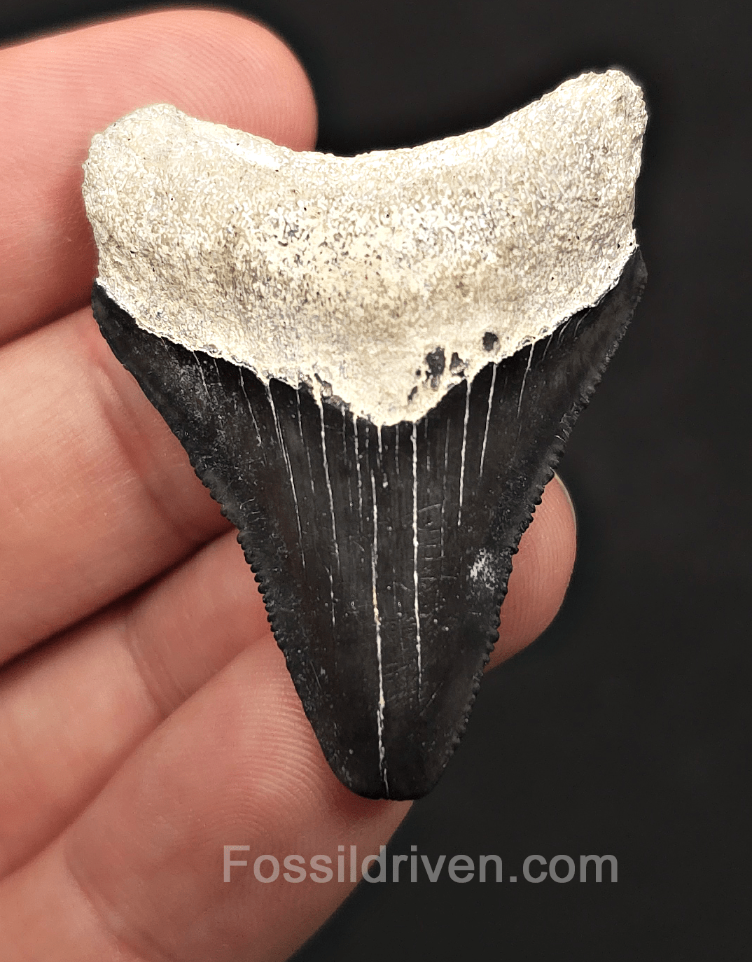 Classic, 1.88" Megalodon Tooth - Bone Valley, Florida - Fossil Driven