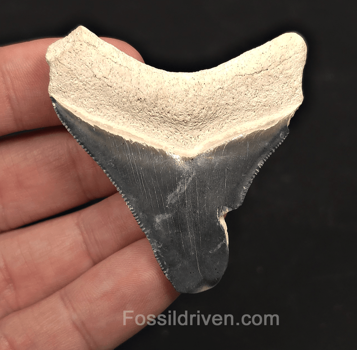 Classic, 2.25" Megalodon Tooth - Bone Valley, Florida - Fossil Driven