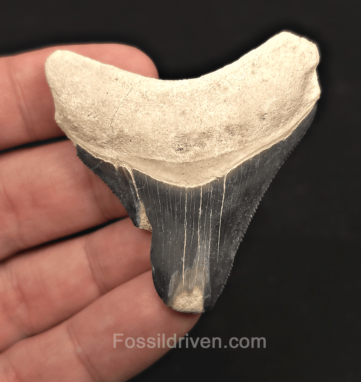 Classic, 2.25" Megalodon Tooth - Bone Valley, Florida - Fossil Driven