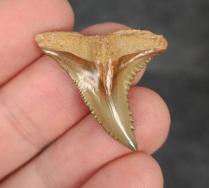 Collector Quality, 1.21" Fossil Hemipristis Tooth - Bone Valley, Florida - Fossil Driven