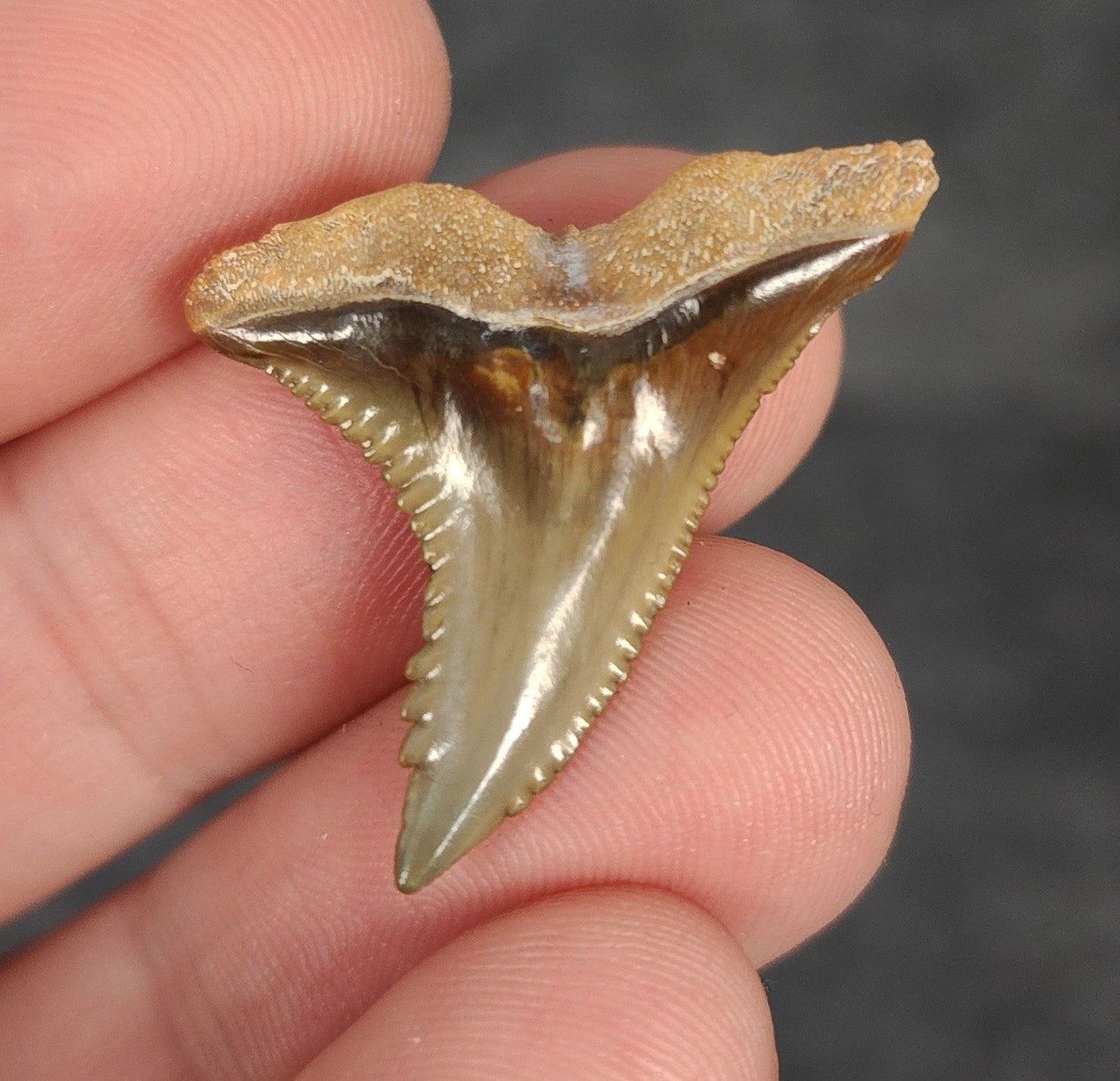 Collector Quality, 1.21" Fossil Hemipristis Tooth - Bone Valley, Florida - Fossil Driven