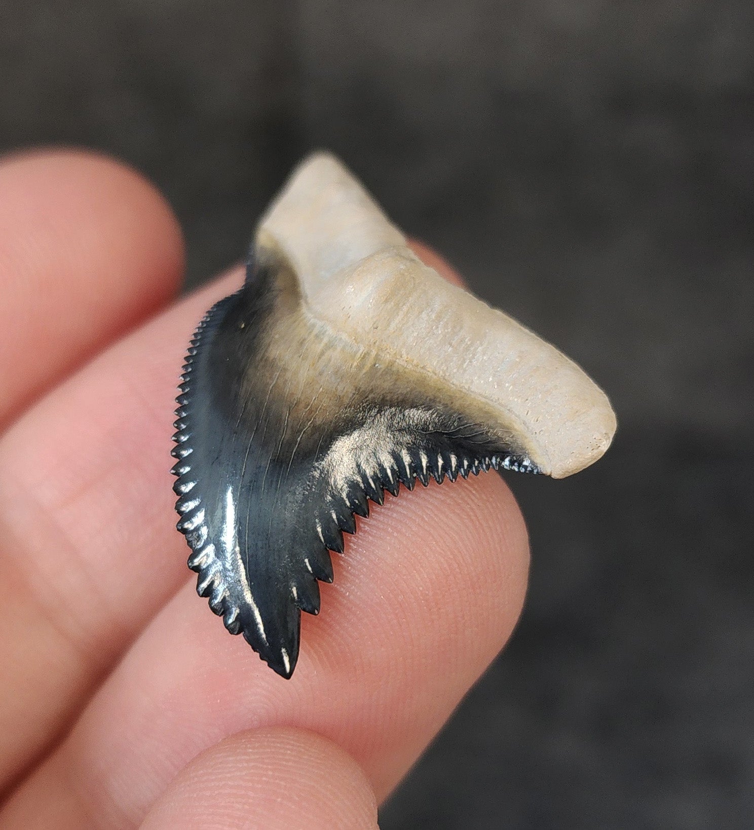 Collector Quality, 1.34" Fossil Hemipristis Tooth - Bone Valley, Florida - Fossil Driven