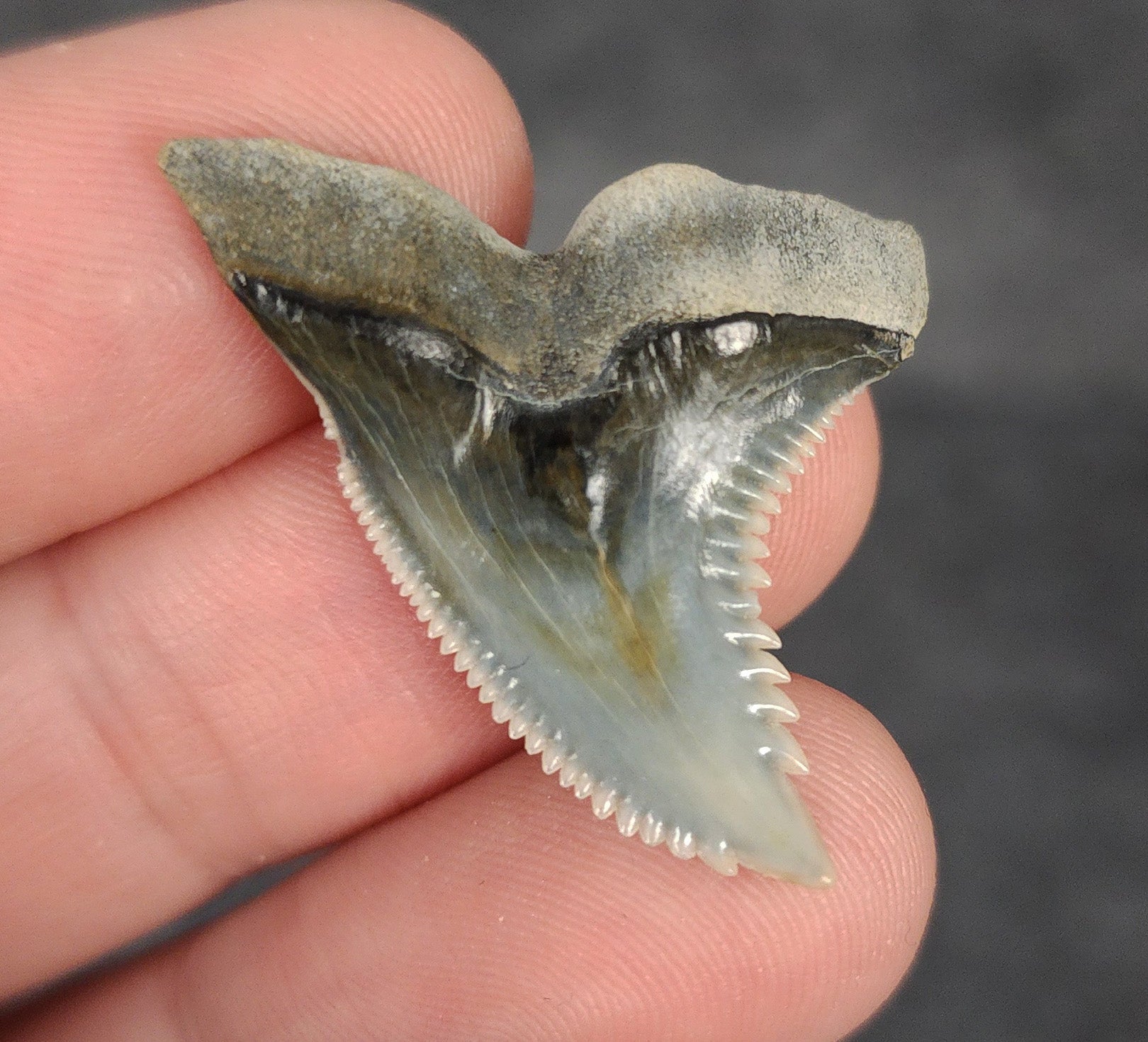 Collector Quality, 1.35" Fossil Hemipristis Tooth - Bone Valley, Florida - Fossil Driven