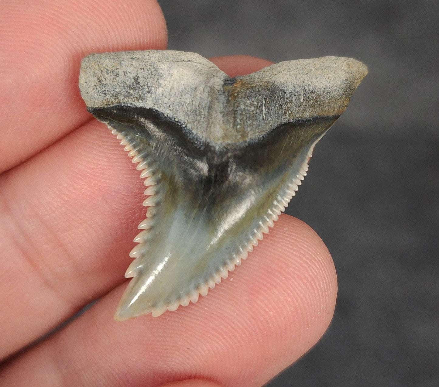 Collector Quality, 1.35" Fossil Hemipristis Tooth - Bone Valley, Florida - Fossil Driven