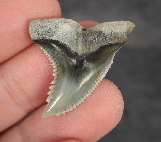Collector Quality, 1.35" Fossil Hemipristis Tooth - Bone Valley, Florida - Fossil Driven
