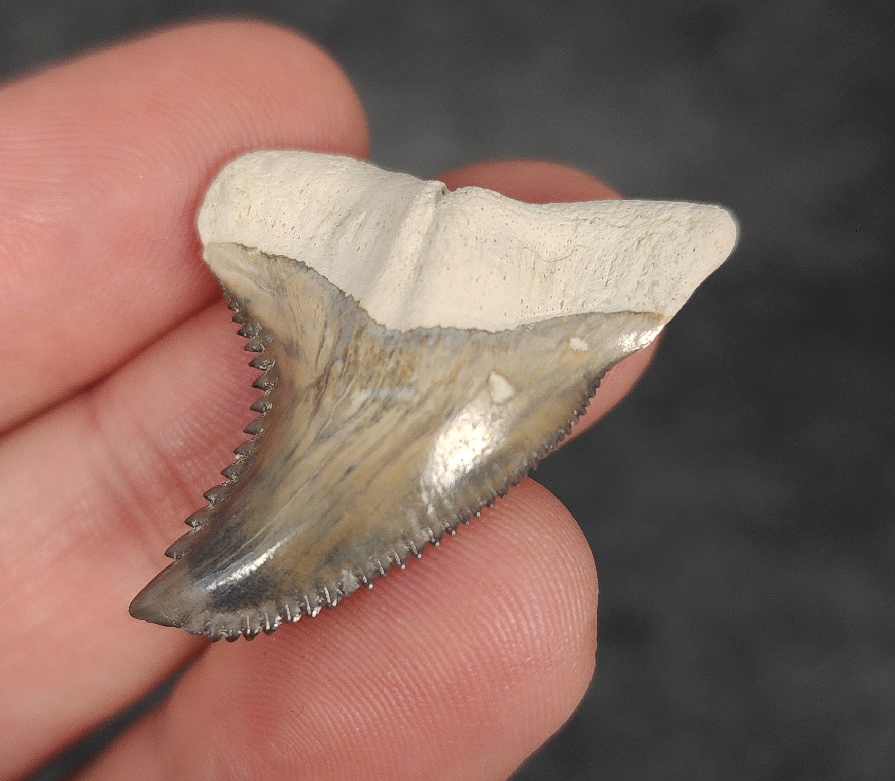 Collector Quality, 1.41" Fossil Hemipristis Tooth - Bone Valley, Florida - Fossil Driven