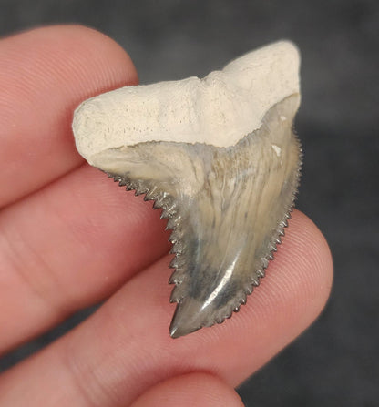 Collector Quality, 1.41" Fossil Hemipristis Tooth - Bone Valley, Florida - Fossil Driven
