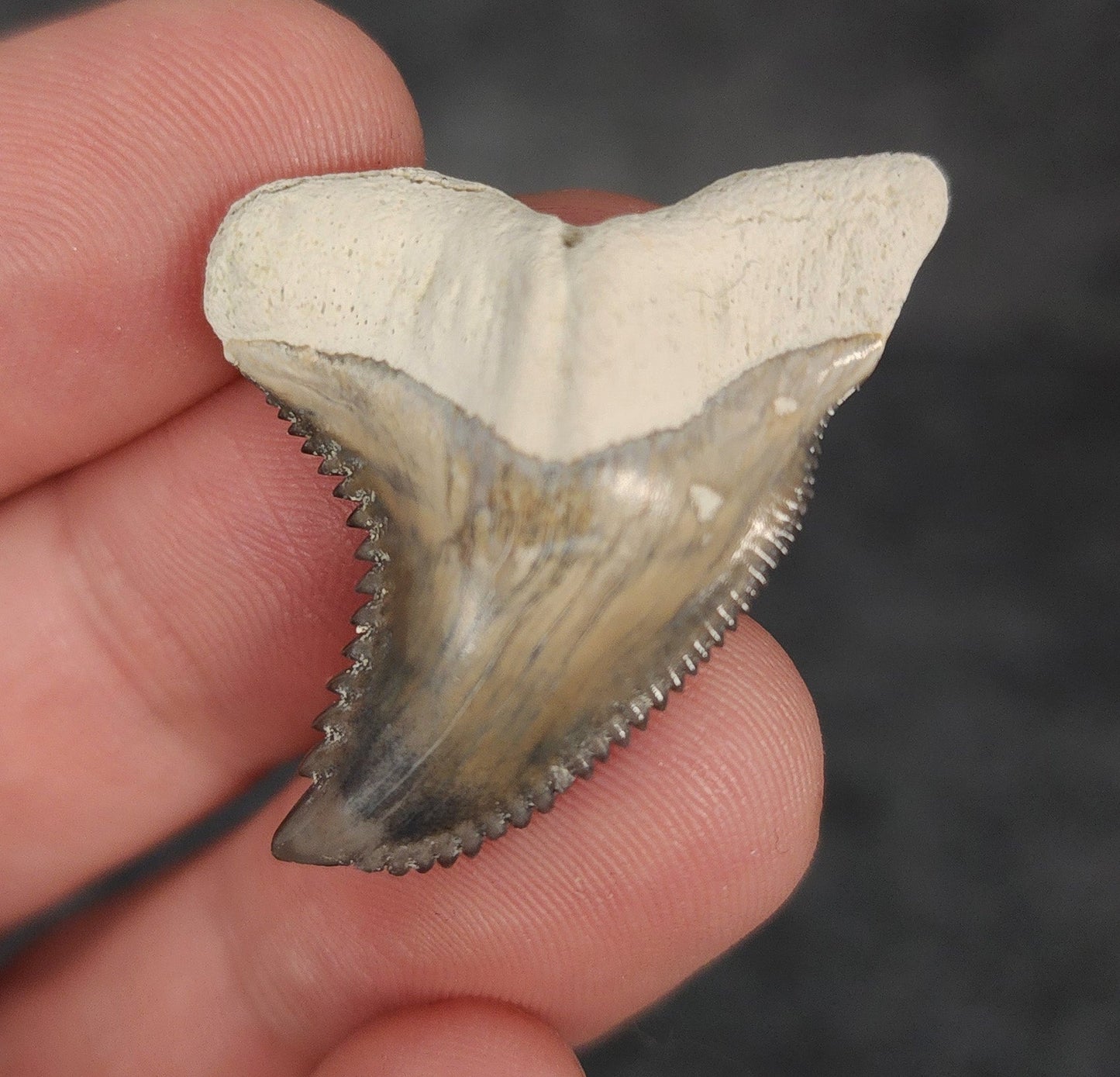 Collector Quality, 1.41" Fossil Hemipristis Tooth - Bone Valley, Florida - Fossil Driven