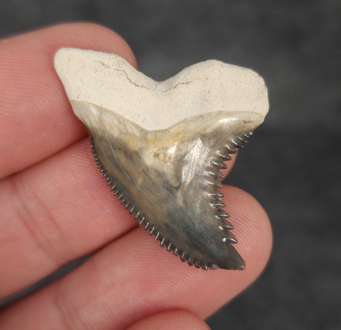 Collector Quality, 1.41" Fossil Hemipristis Tooth - Bone Valley, Florida - Fossil Driven