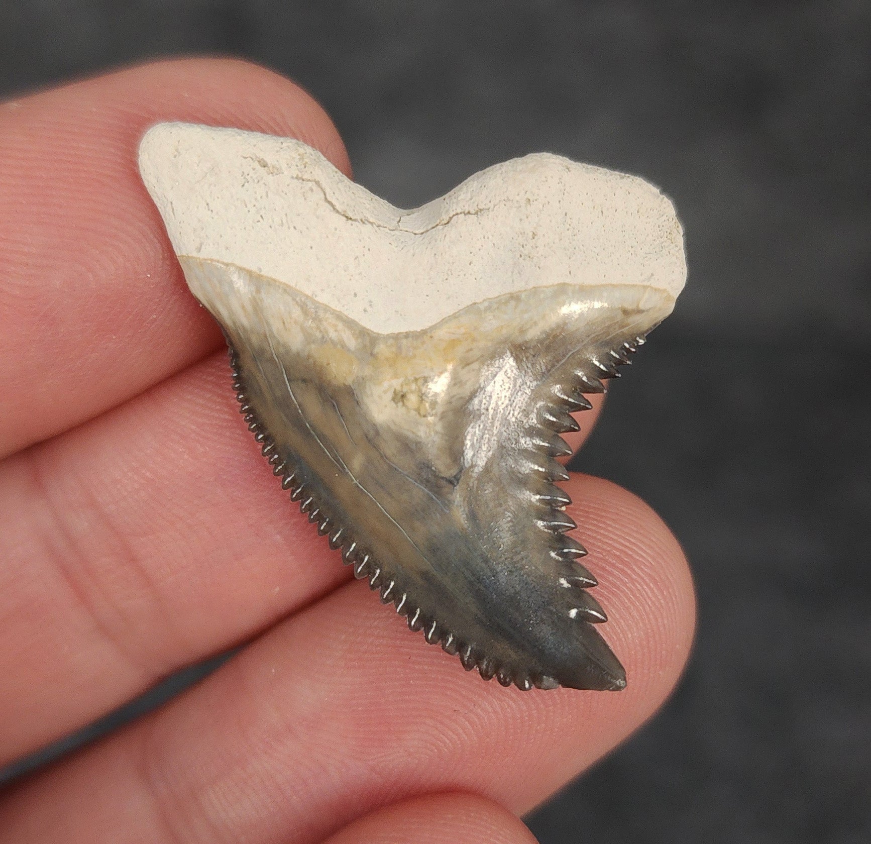 Collector Quality, 1.41" Fossil Hemipristis Tooth - Bone Valley, Florida - Fossil Driven