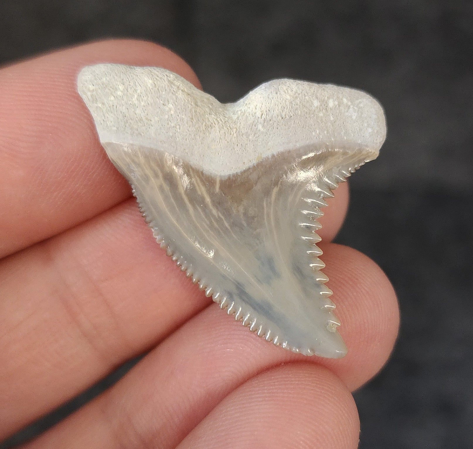 Collector Quality, 1.42" Fossil Hemipristis Tooth - Bone Valley, Florida - Fossil Driven