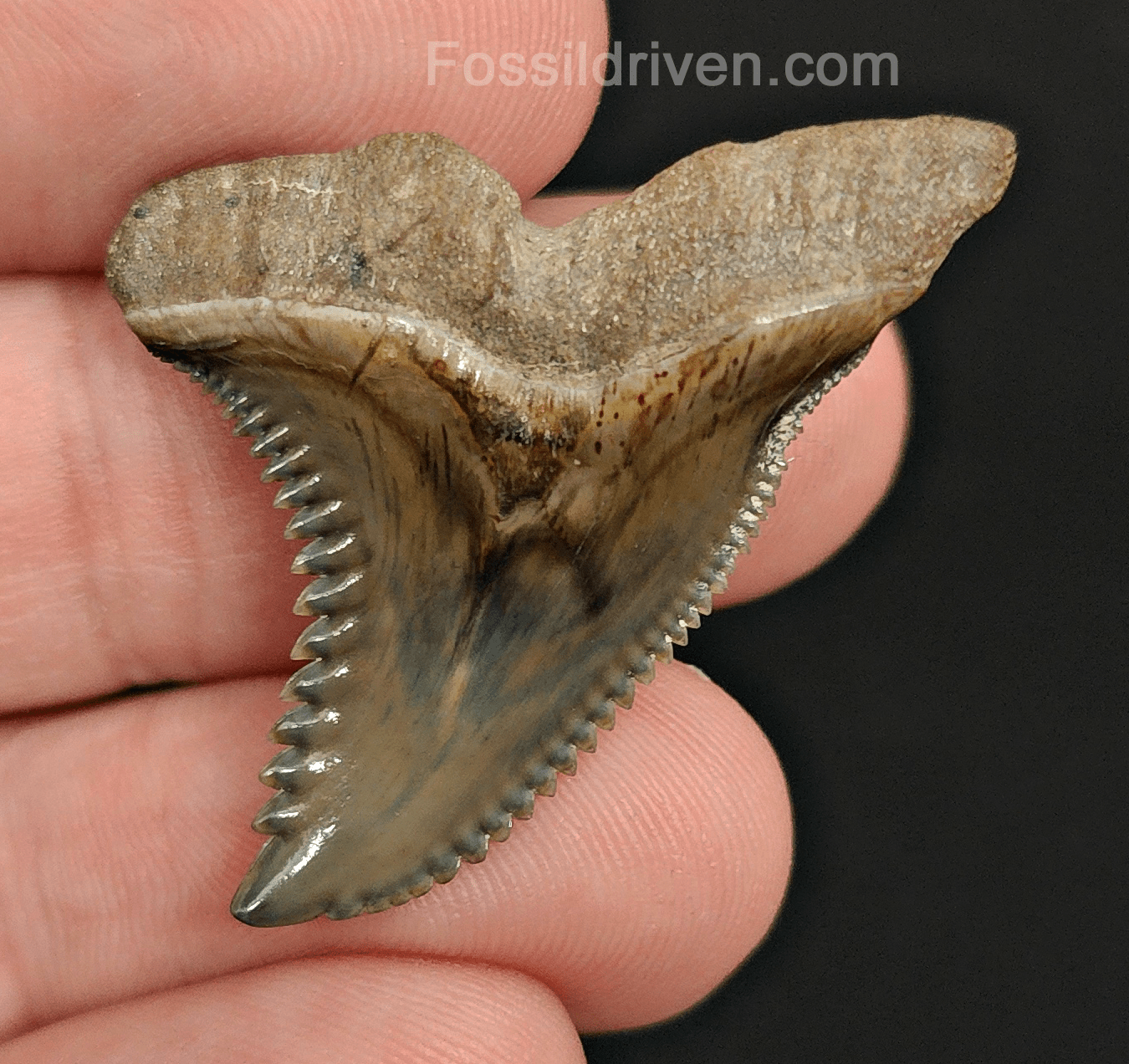 Collector Quality, 1.47" Fossil Hemipristis Tooth - Bone Valley, Florida - Fossil Driven