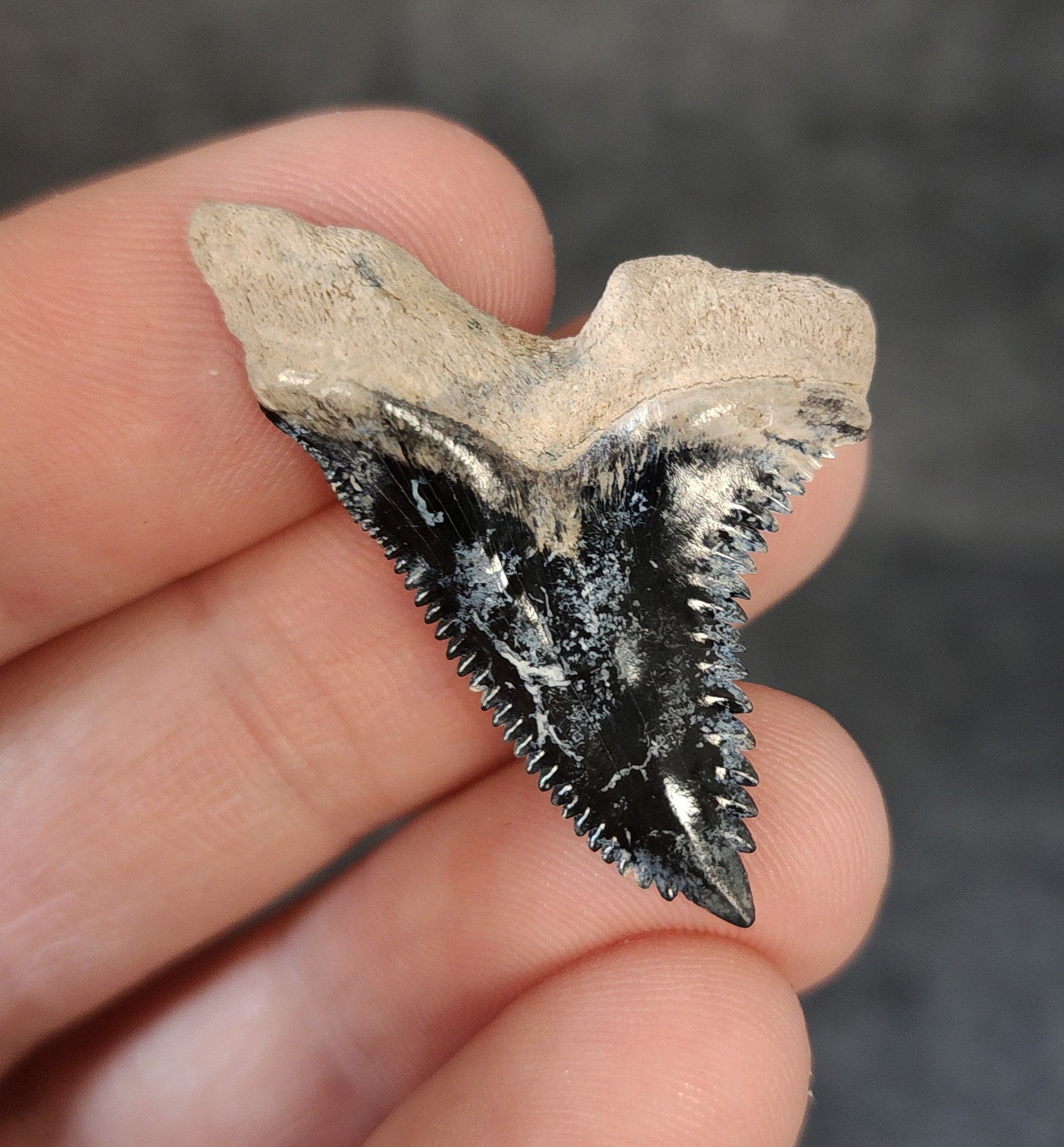 Collector Quality, 1.47" Fossil Hemipristis Tooth - Bone Valley, Florida - Fossil Driven