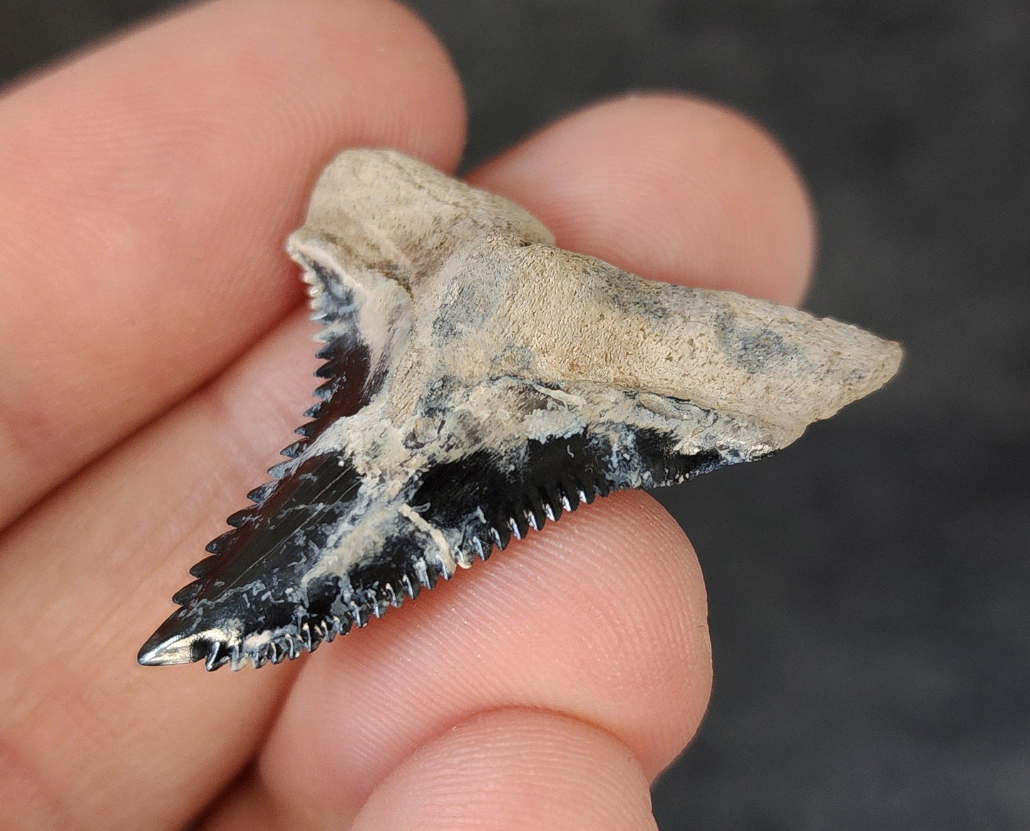 Collector Quality, 1.47" Fossil Hemipristis Tooth - Bone Valley, Florida - Fossil Driven