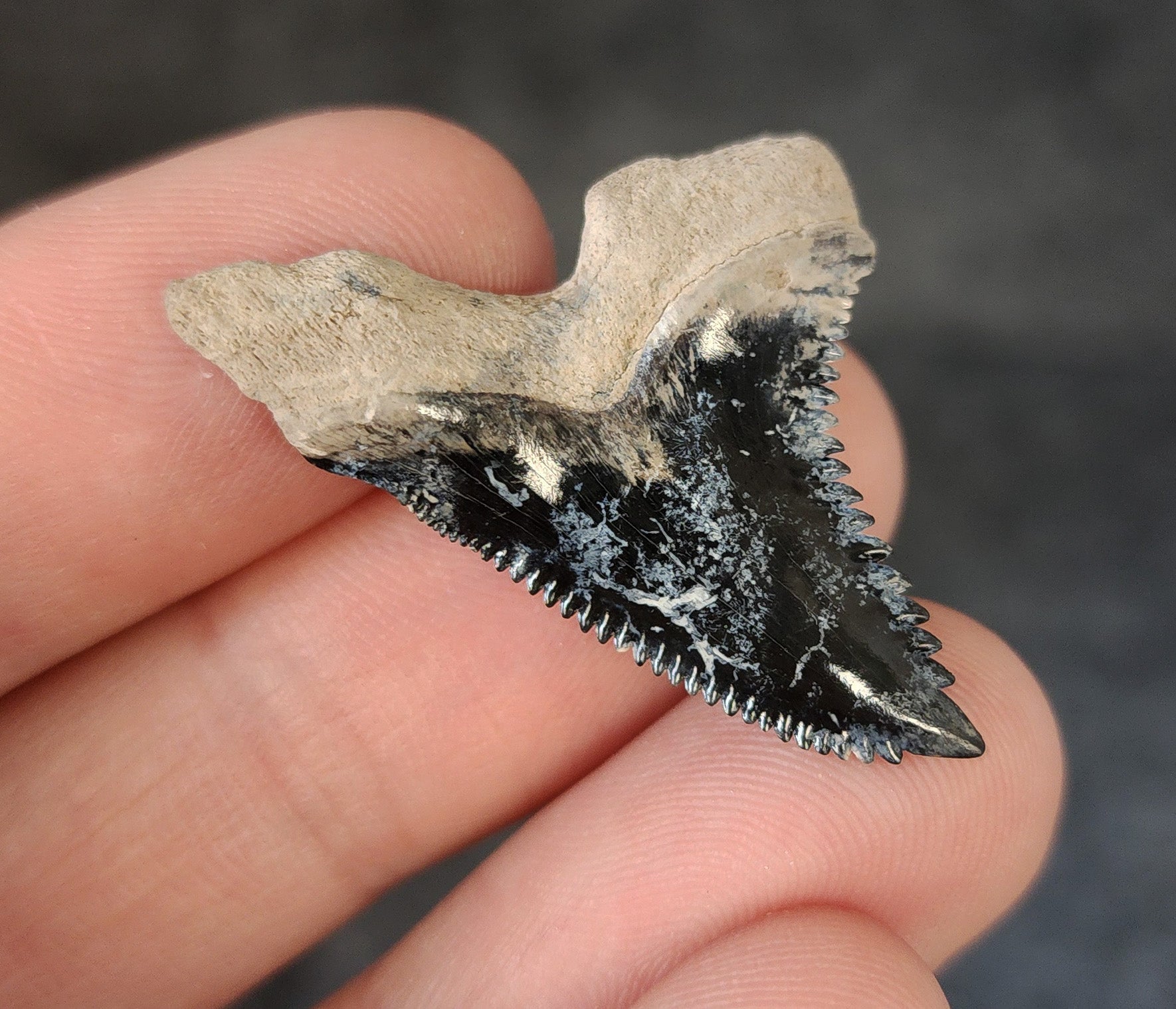 Collector Quality, 1.47" Fossil Hemipristis Tooth - Bone Valley, Florida - Fossil Driven