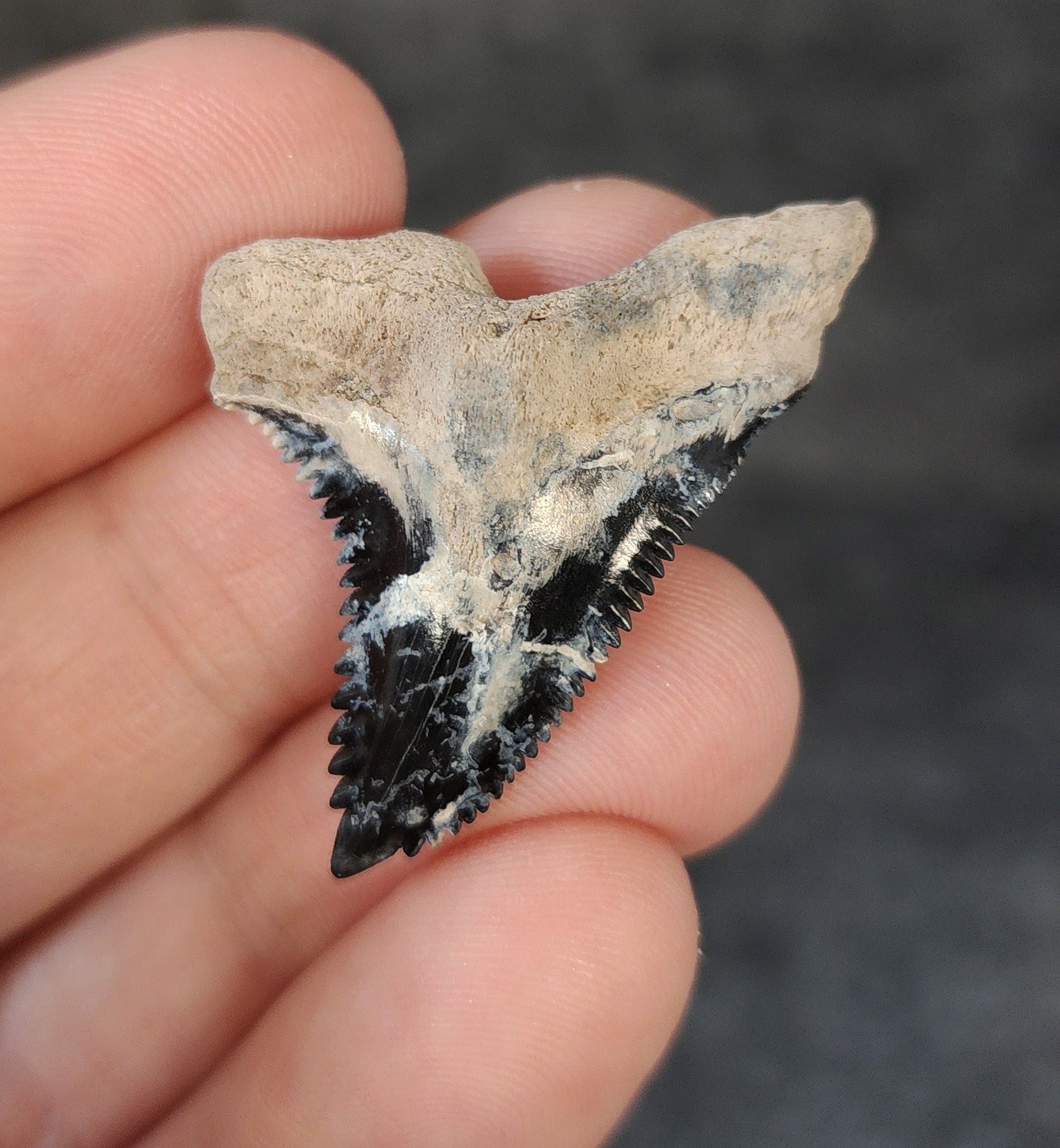Collector Quality, 1.47" Fossil Hemipristis Tooth - Bone Valley, Florida - Fossil Driven
