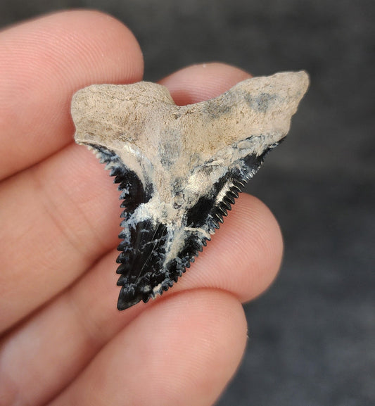 Collector Quality, 1.47" Fossil Hemipristis Tooth - Bone Valley, Florida - Fossil Driven