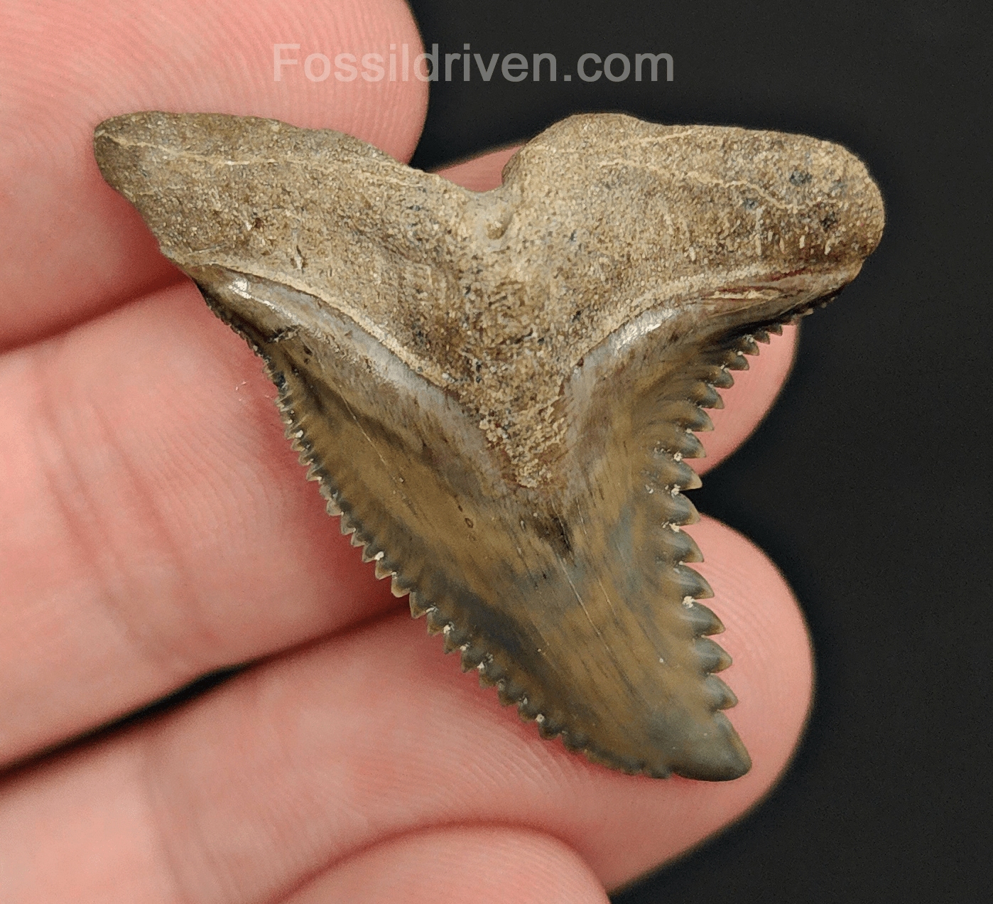 Collector Quality, 1.47" Fossil Hemipristis Tooth - Bone Valley, Florida - Fossil Driven