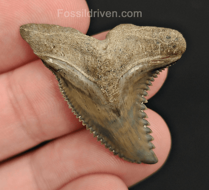 Collector Quality, 1.47" Fossil Hemipristis Tooth - Bone Valley, Florida - Fossil Driven