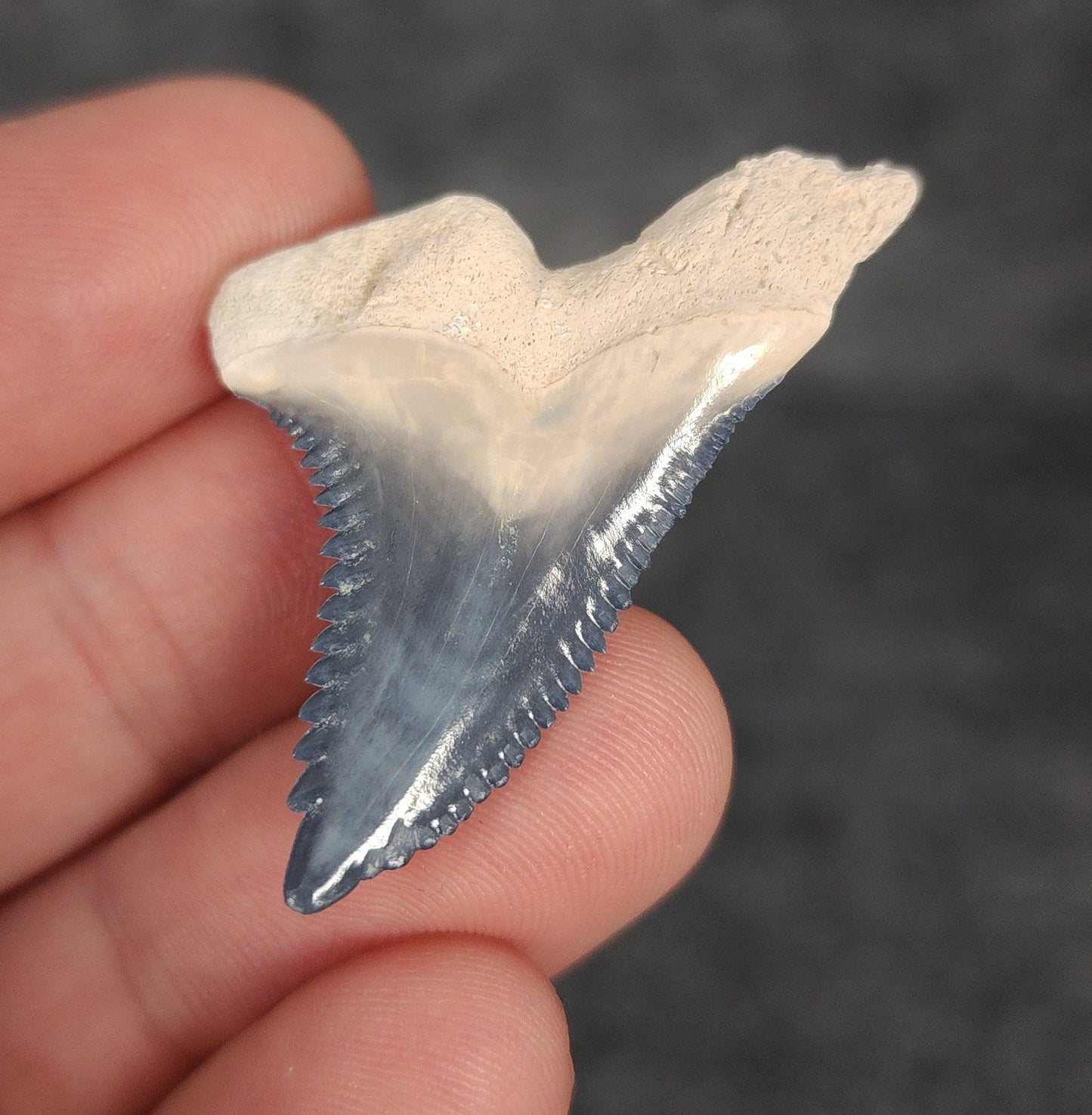 Collector Quality, 1.65" Fossil Hemipristis Tooth - Bone Valley, Florida - Fossil Driven