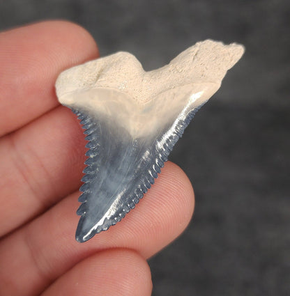 Collector Quality, 1.65" Fossil Hemipristis Tooth - Bone Valley, Florida - Fossil Driven