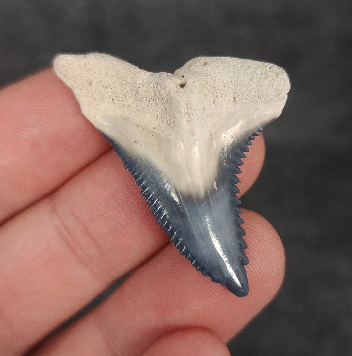 Collector Quality, 1.65" Fossil Hemipristis Tooth - Bone Valley, Florida - Fossil Driven